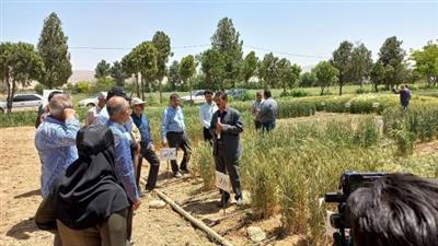 برگزاری روز مزرعه آشنایی با ارقام غلات استان خراسان شمالی