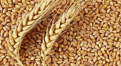 پیش‌بینی كاهش قابل‌توجه تولید بذر گندم در خراسان‌شمالی